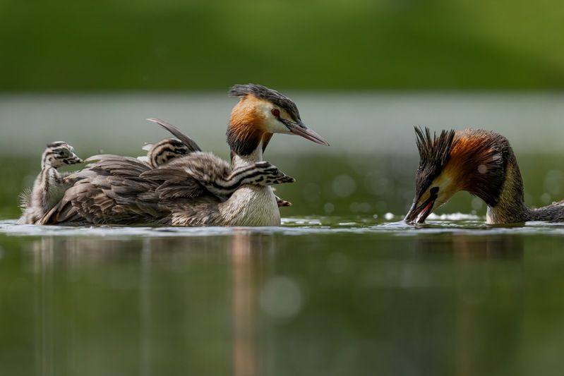 чомга, птицы, поганка, большая поганка, птенцы Показывай скорее, что за вкусняшку ты нам принес! фото превью