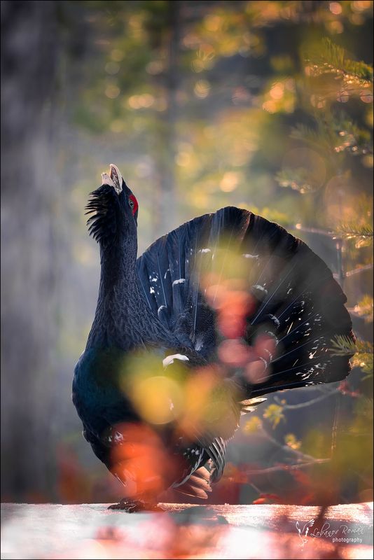 Диалог с солнцем фото превью