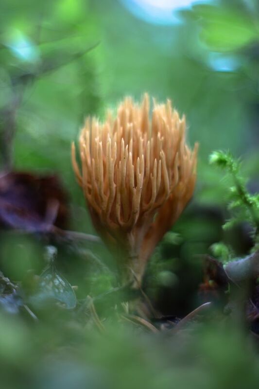 макро, боке, мануальная_оптика, bokeh, manual_lens, manuallens, pentacon \