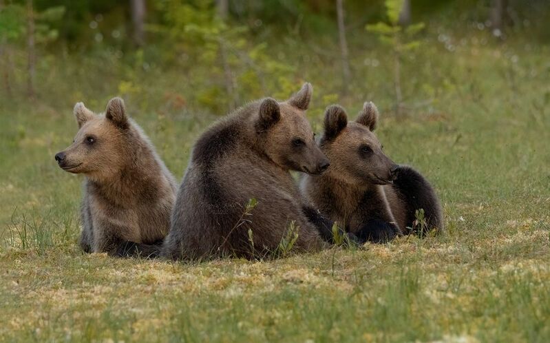 brown bear, bear, nature, wildlife, woods, canon Brown Bear Familyphoto preview