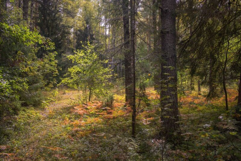 лес чаща тропинка свет вязниковский комары В конце летаphoto preview