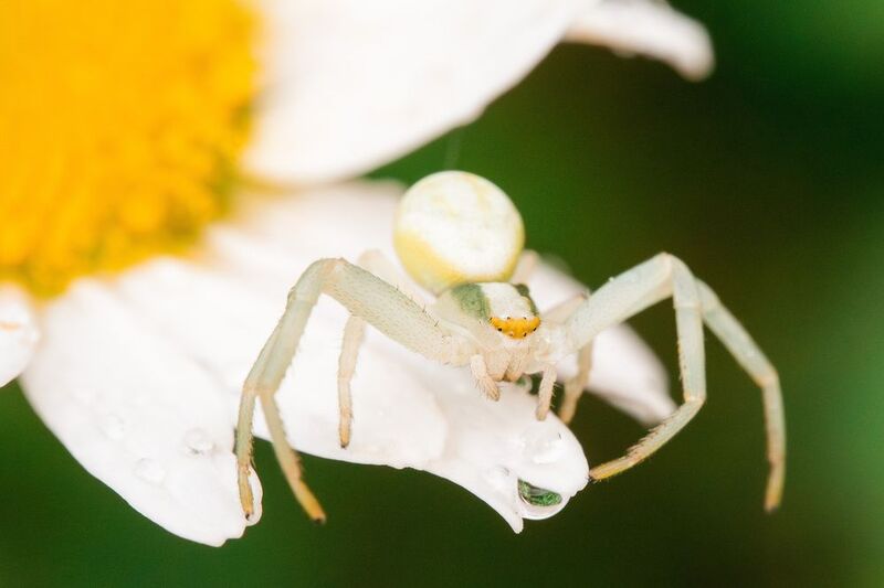 Цветочный паук (Misumena vatia)photo preview