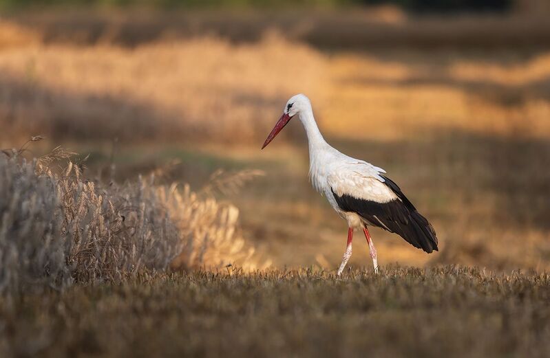 Bocian  białyphoto preview