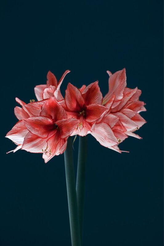 Цветущий гиппеаструмphoto preview