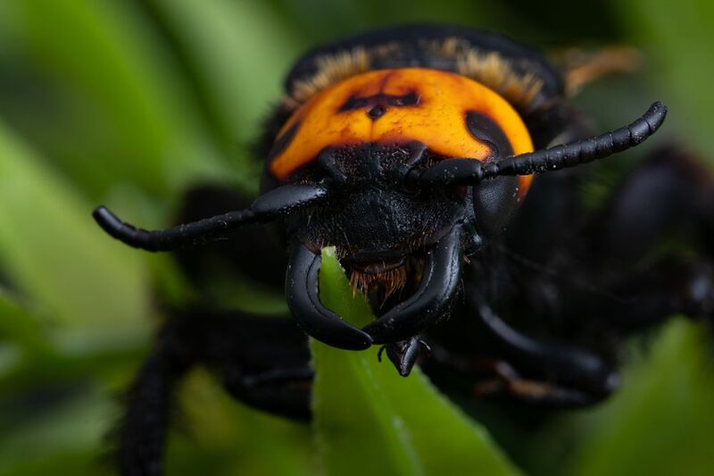 Megascolia maculataphoto preview