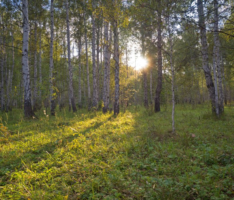 Вечерний светphoto preview