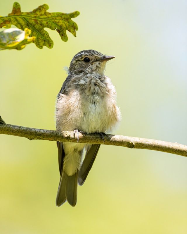 серая мухоловка, мухоловка, слеток, птицы Серая мухоловкаphoto preview