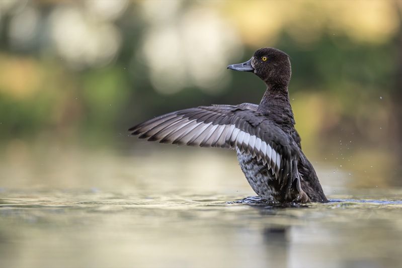 нырок, хохлатая чернеть, утка, птицы photo preview