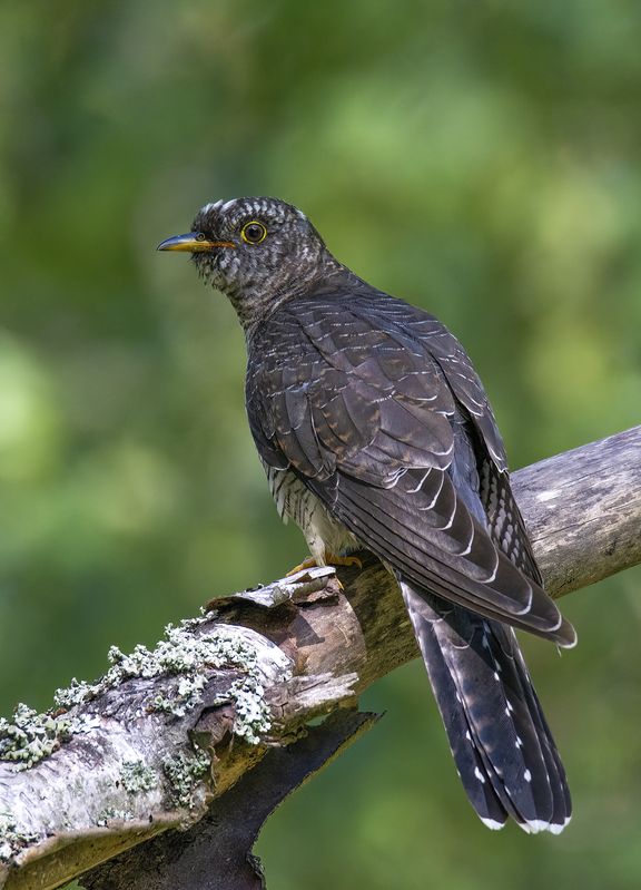 Городская кукушка :)photo preview