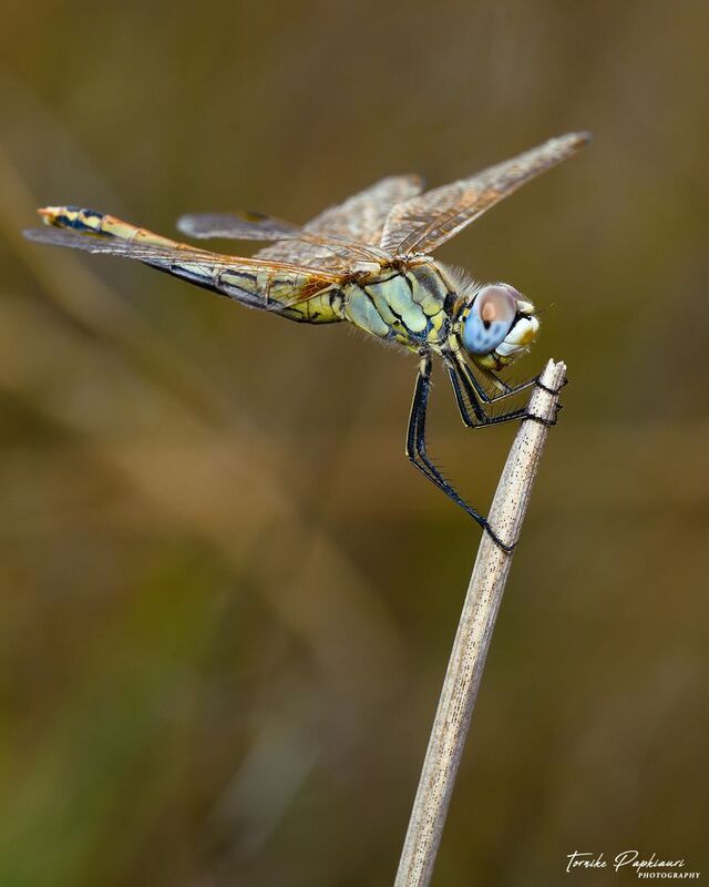 DRAGONFLYphoto preview