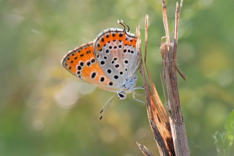 *Жаркое лето...photo preview