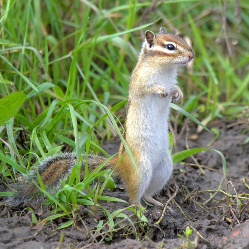 Заготовка на зиму. Ни одно зернышко не пропадет.photo preview