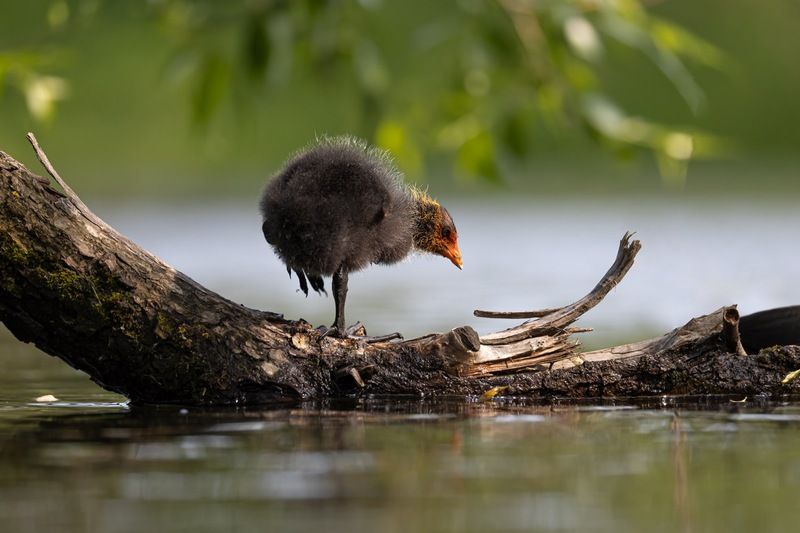 птицы, лысуха, птенец, лысенок, лысята photo preview