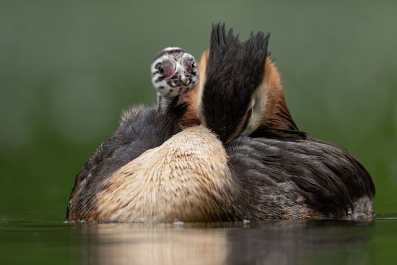 чомга, птицы, поганка, большая поганка, птенцы Высоко сижу, далеко гляжу фото превью