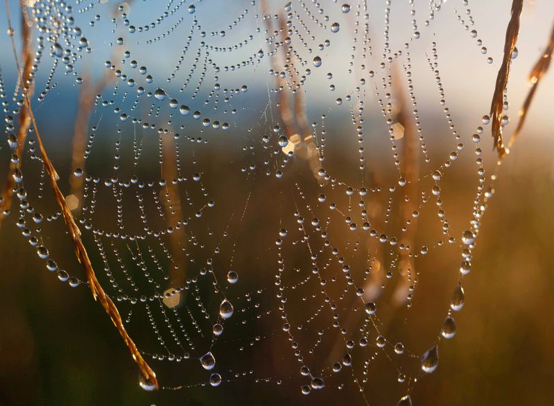 роса , утро, паутинка photo preview