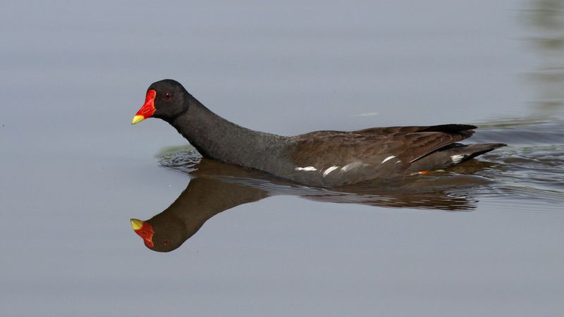 камышница, водяная курочка, gallinula chloropus, common moorhen Камышницаphoto preview