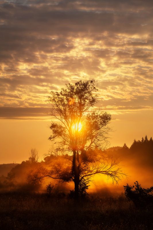 Дерево в восходящем солнцеphoto preview