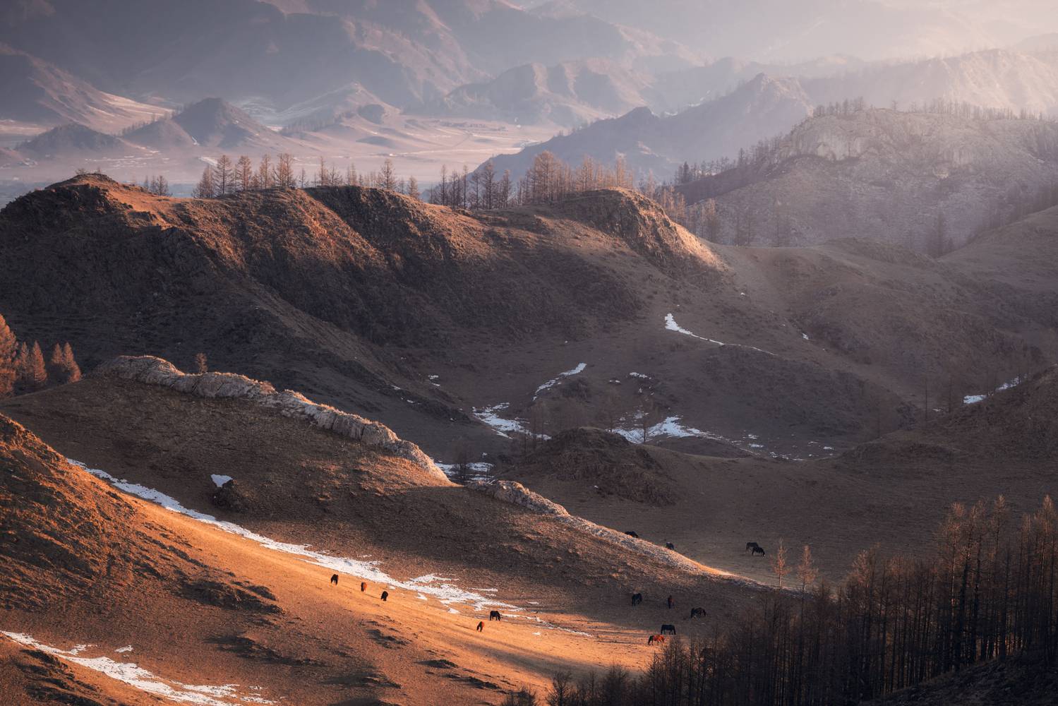 природа, пейзаж, горный алтай, рассвет, горы, лошадки, Андрей