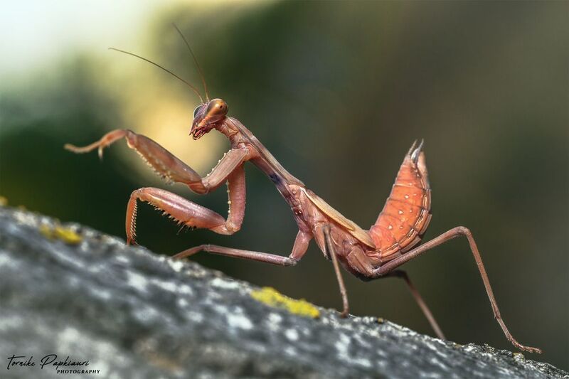 macro, mantis, georgia MANTISphoto preview