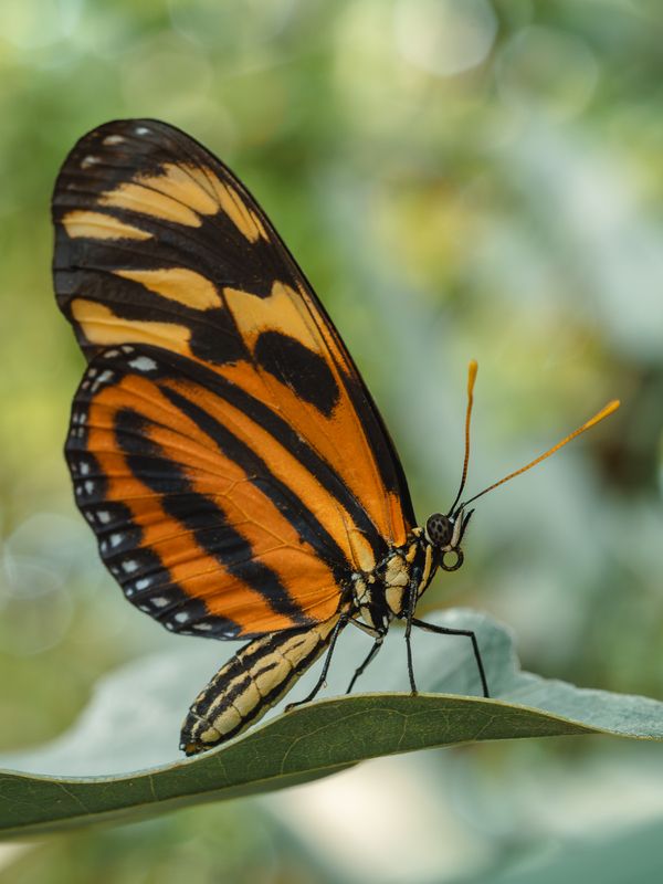 Иностранкаphoto preview