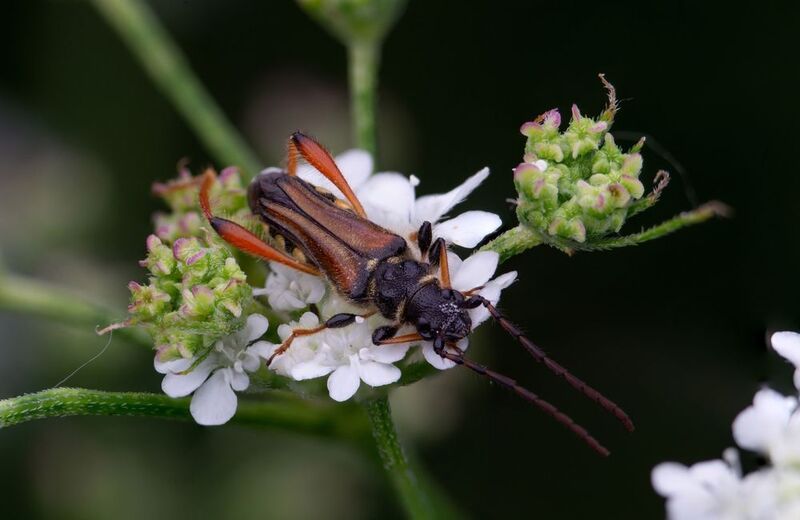 Stenopterus rufusphoto preview