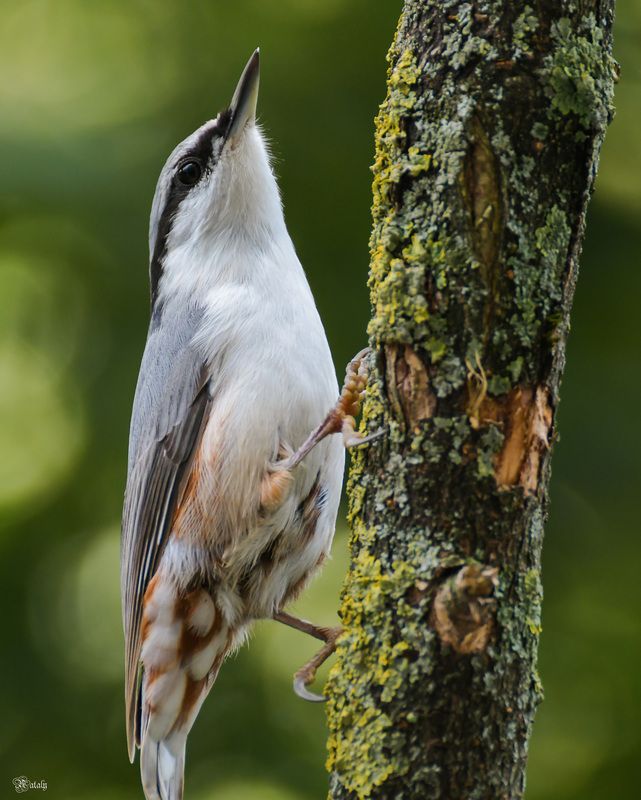Поползеньphoto preview
