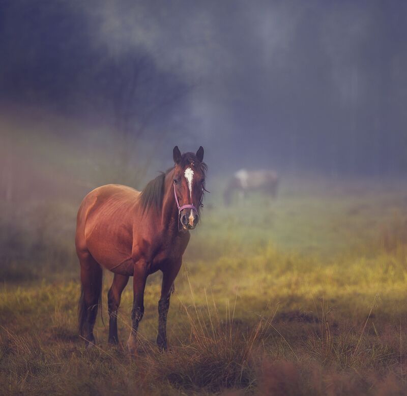 Августовское настроение... фото превью