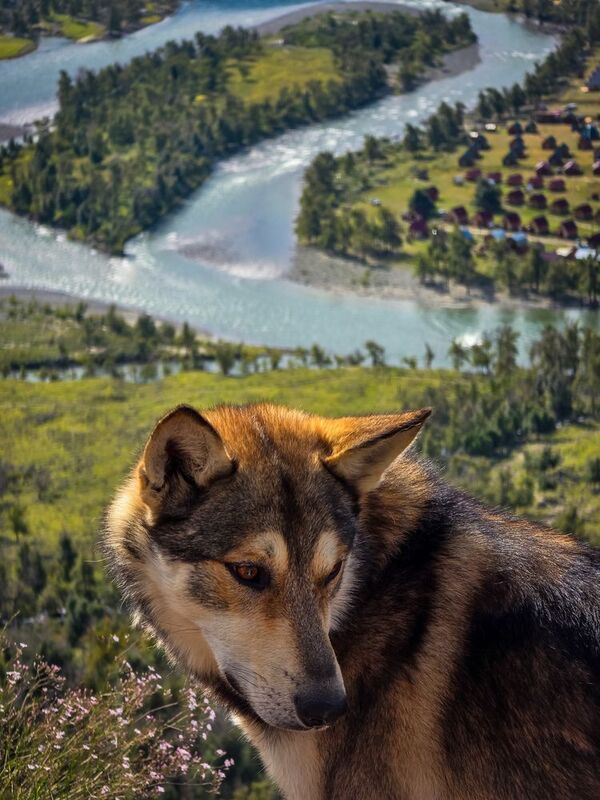 фото превью