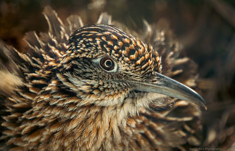 texas, bird, close-up, telephoto, roadrunner, wildlife, animal, outdoors, nature, usa, texas panhandle Locking eyesphoto preview