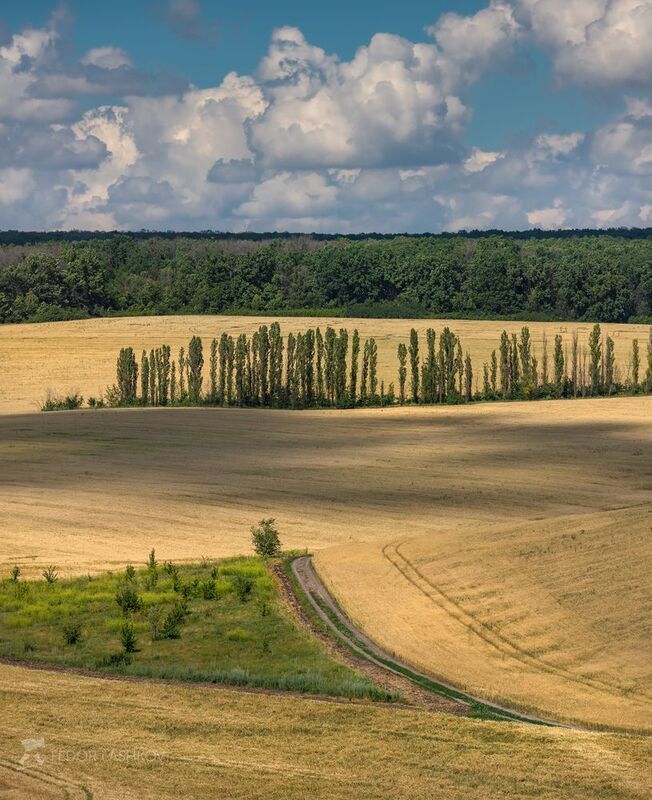 белгородская область, белогорье, поле, полевое, просёлочная дорога, пшеница, зерно, сельское хозяйство, облака, днём, дневное, колос, колосья, зерновое, дерево, Полевое Белогорьеphoto preview