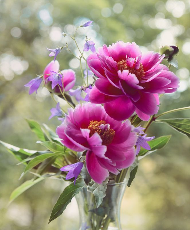 Цветыphoto preview