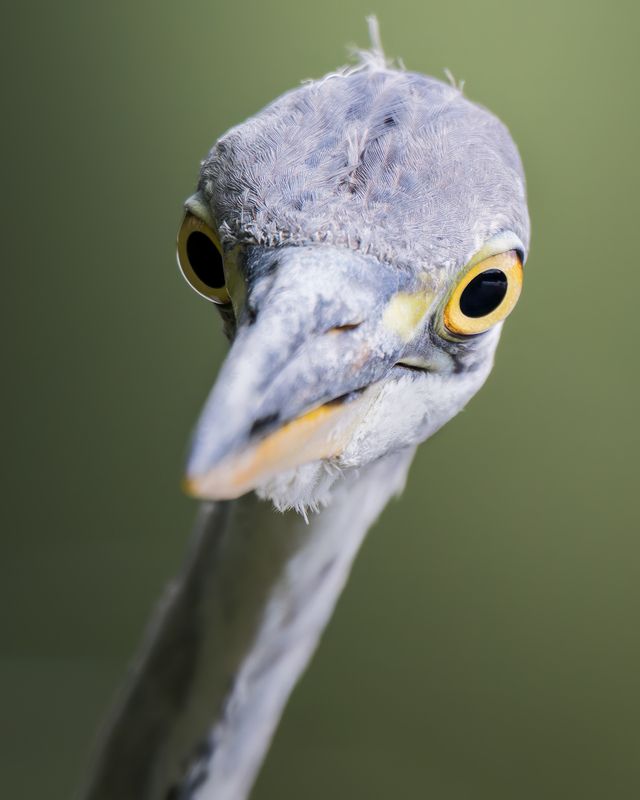 Серая цапля (Ardea cinerea) photo preview