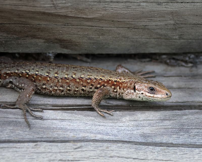 ящерица, фотоохота, природа Ящерица фото превью