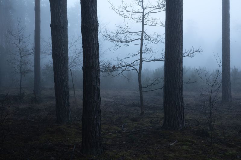 В прохладе рассветного лесаphoto preview