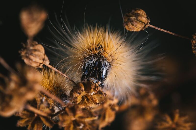 Гусеница Noctuoideaphoto preview