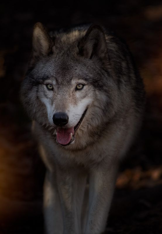 wolf, animal Grey Wolfphoto preview