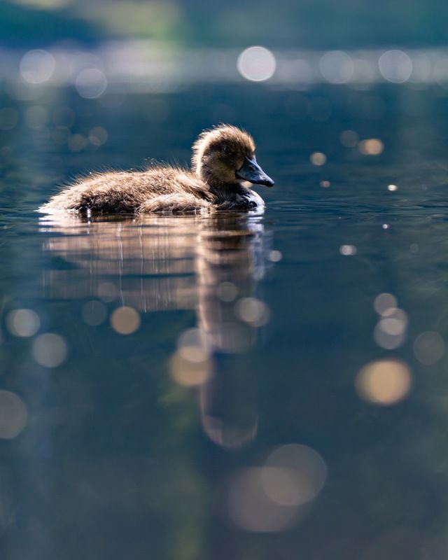 нырок, хохлатая чернеть, утенок, птицы, контражур photo preview