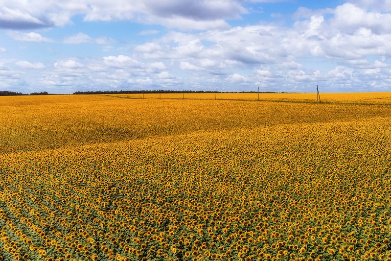 подсолнухи, природа, пейзаж, поля, золото, подсолнечник Золотые поляphoto preview