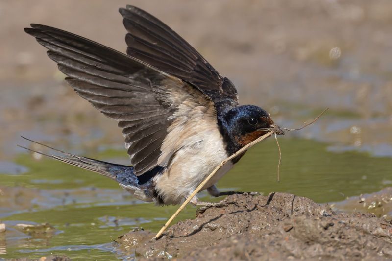 деревенская ласточка, ласточка, птицы Строительство гнездаphoto preview