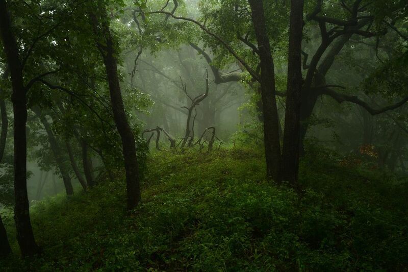 приморье Духи леса.photo preview