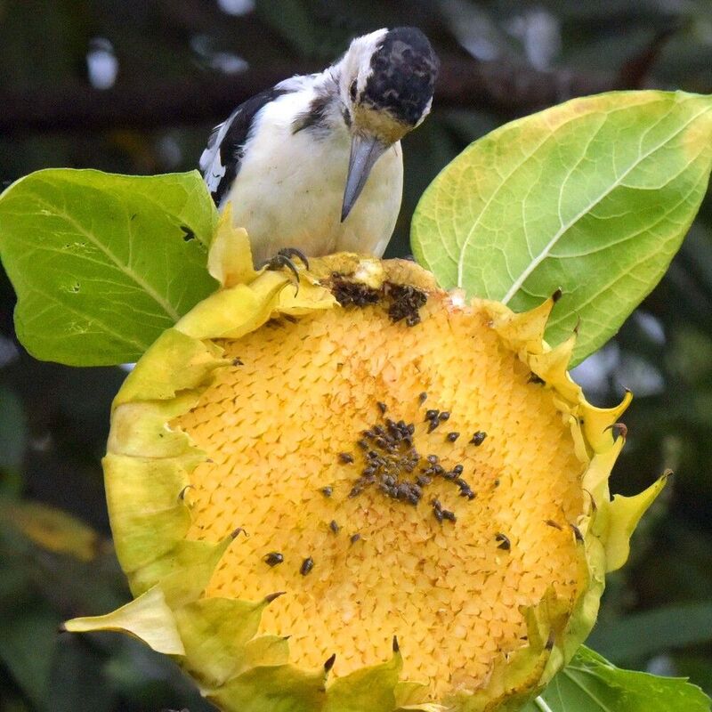 Хорошее всегда быстро кончается.photo preview