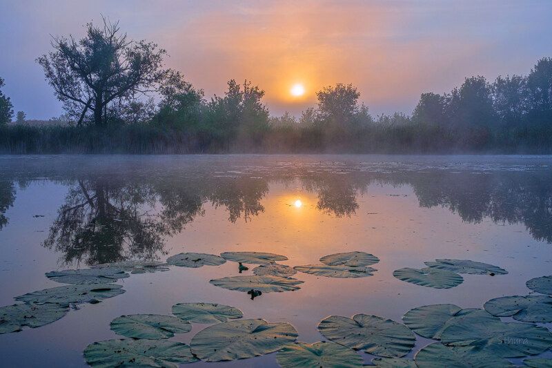 лето озеро рассвет природа пейзаж Летним утром.photo preview