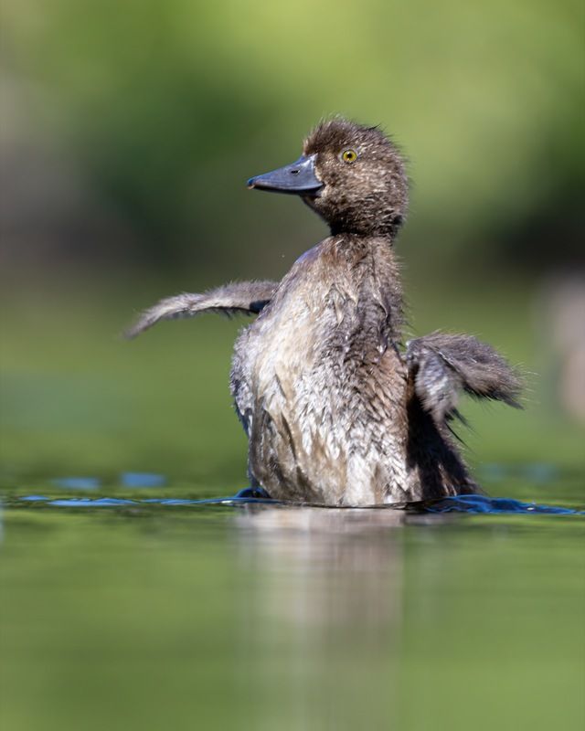 нырок, хохлатая чернеть, утенок, птицы photo preview