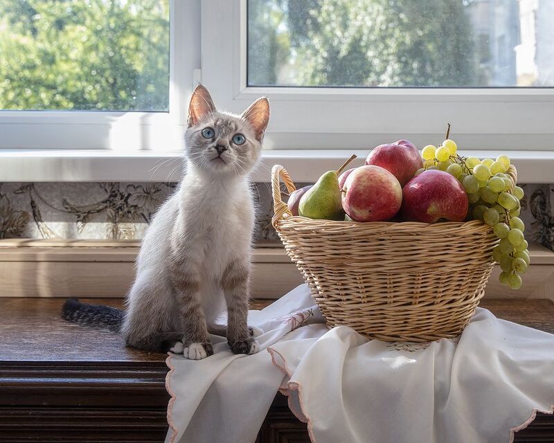 котенок, кошки, питомцы, голубоглазый котенок Подражая старшей подругеphoto preview