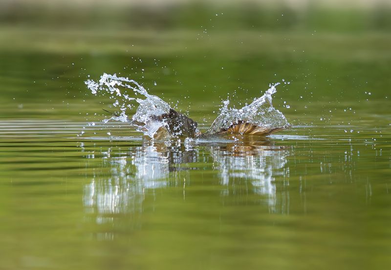 Золотистая щуркаphoto preview