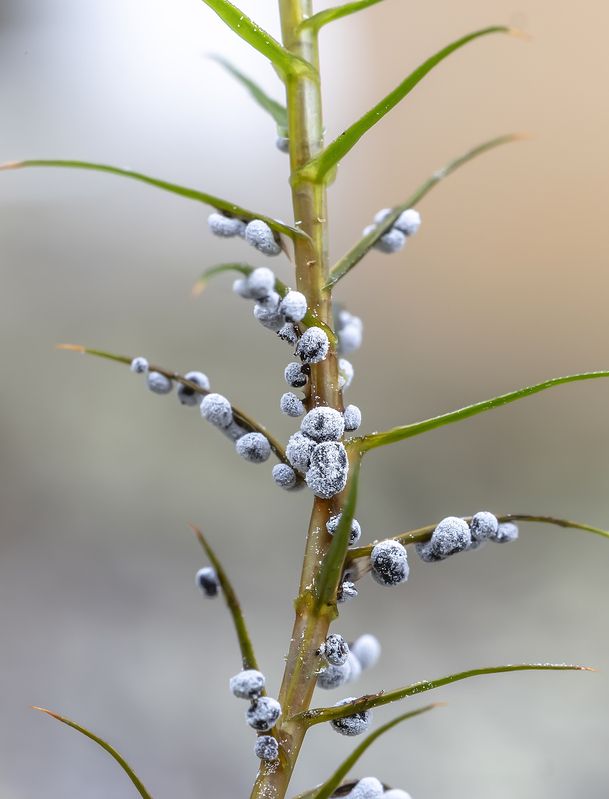 миксомицеты, влажный лес, дидимиум  чёрно споровый, сфагновый мох Миксомицет Didymium melanospermum на веточке сфагнума фото превью