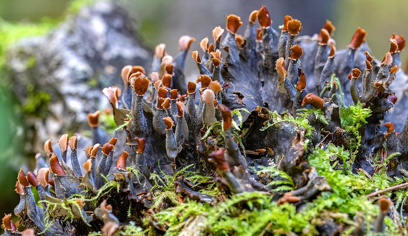 Лишайник Peltigera canina c с органами размножения - апотециями фото превью