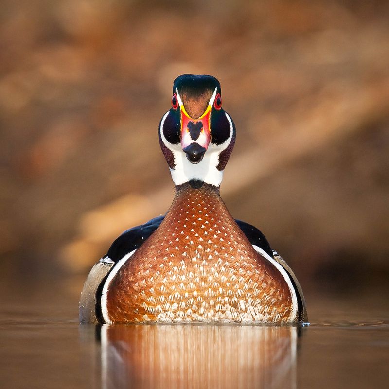 Carolin duckphoto preview