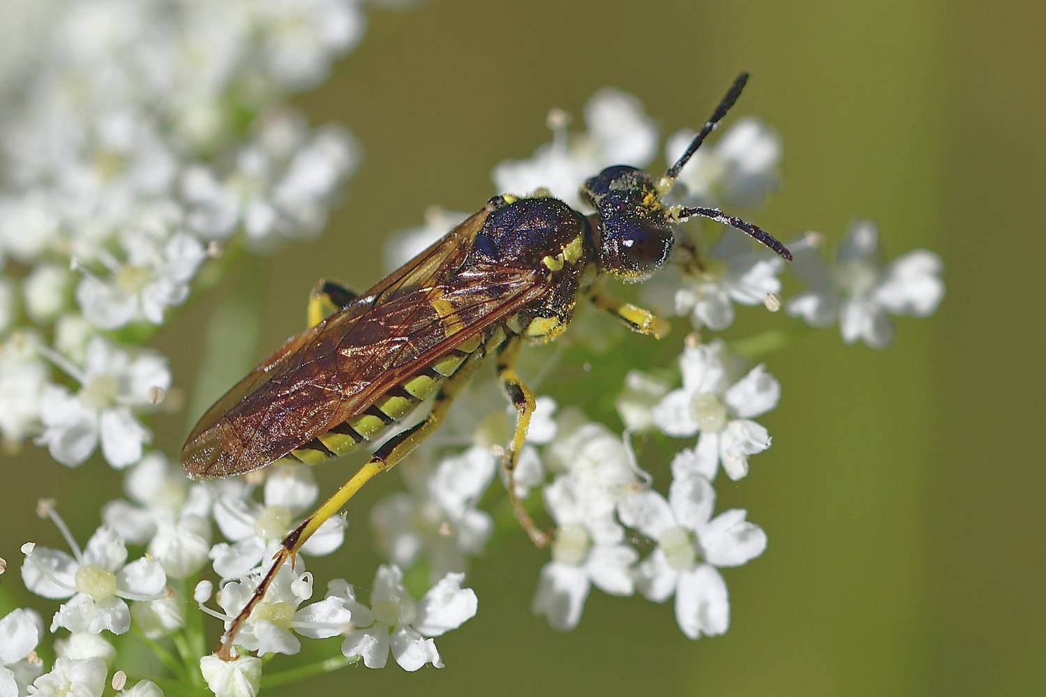 , Корнейчук Игорь