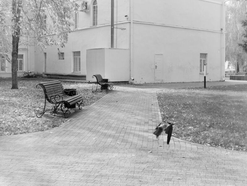 ворона, тишина, полет, лавочка Последний из улетевшихphoto preview